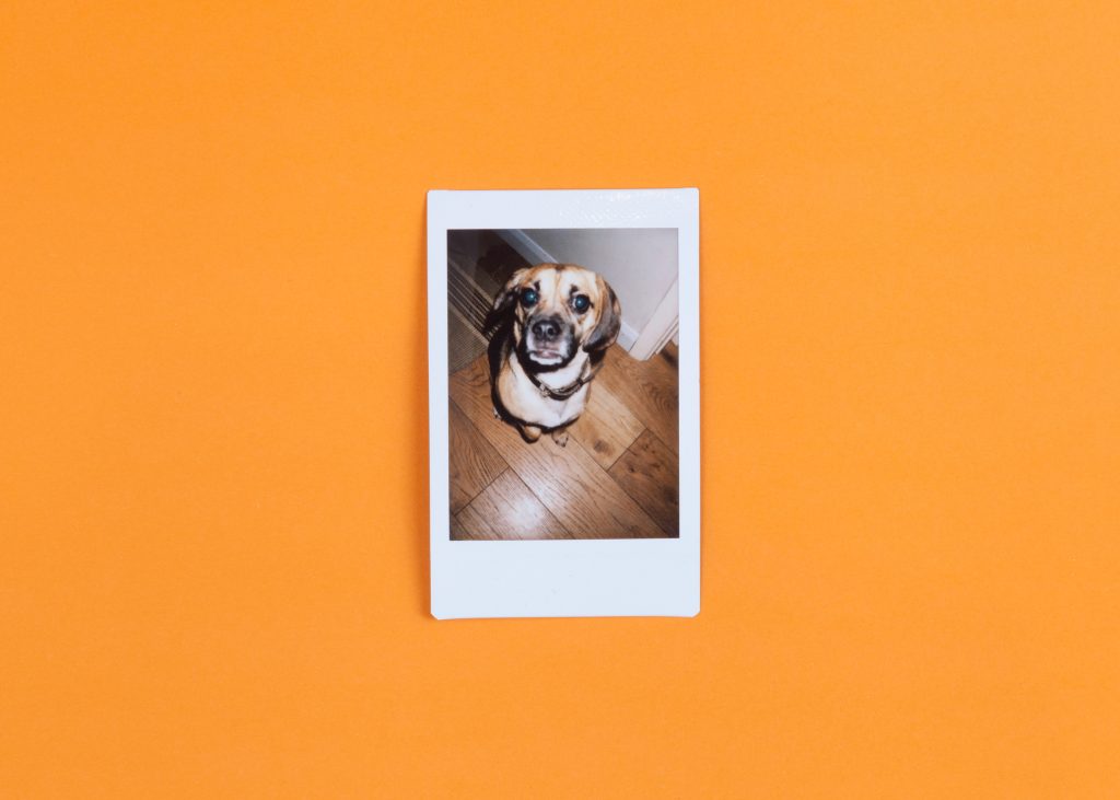 Digital Photo of Dog on Orange Background