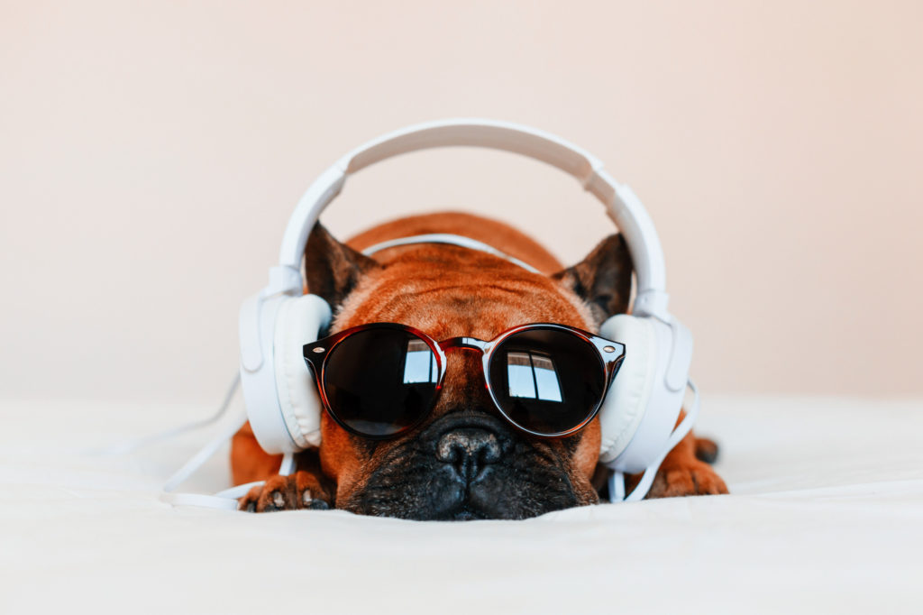 cute brown french bulldog sitting on the bed at home and looking at the camera. Funny dog listening to music on white headset. Pets indoors and lifestyle. Technology and music